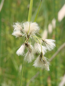 Photo By: Stephen M. Young. Photo taken: Madison County, NY on 31 May 2007
